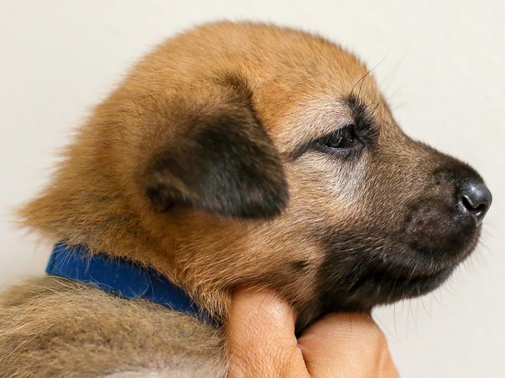 chinook puppy